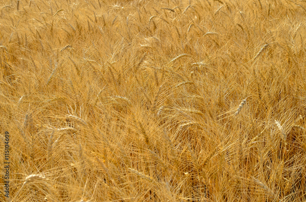ripe wheat field before harvest. agricultural activities ripe wheat field before harvest. agricultural activities