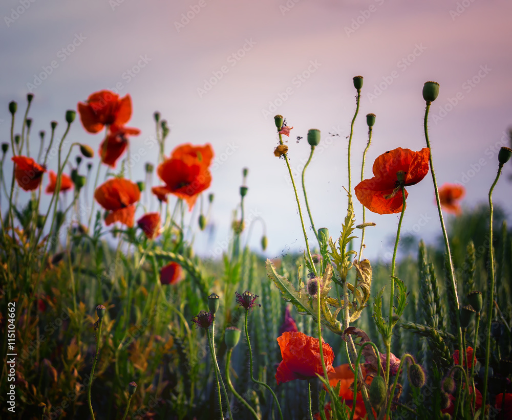 Fototapeta premium Mohnfeld
