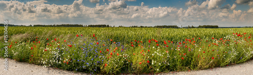 Wildflowers in the field of ripening rye, Europe