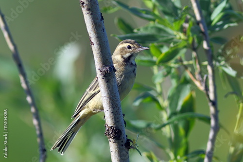 Young yellow wagtail on a branch photo