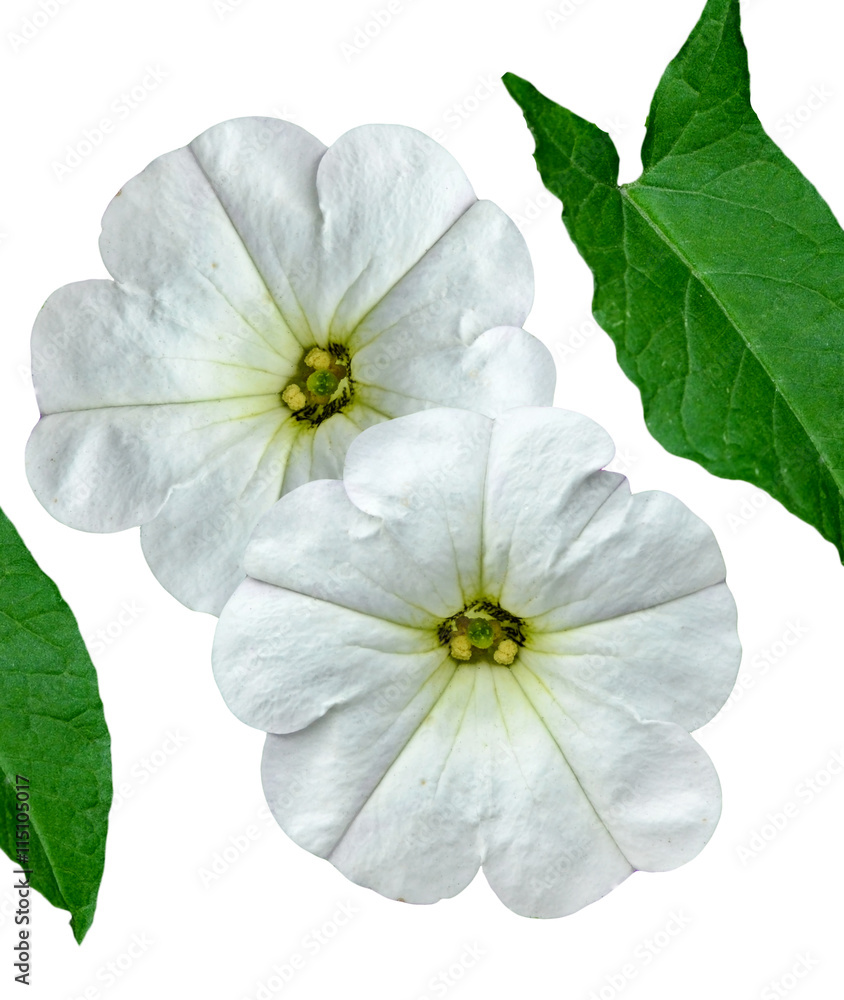 petunia flowers isolated on white background petunia flowers isolated on white background