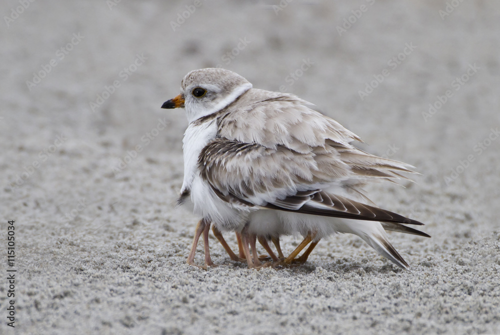 Full House Four piping plover newborn chicks take shelter under