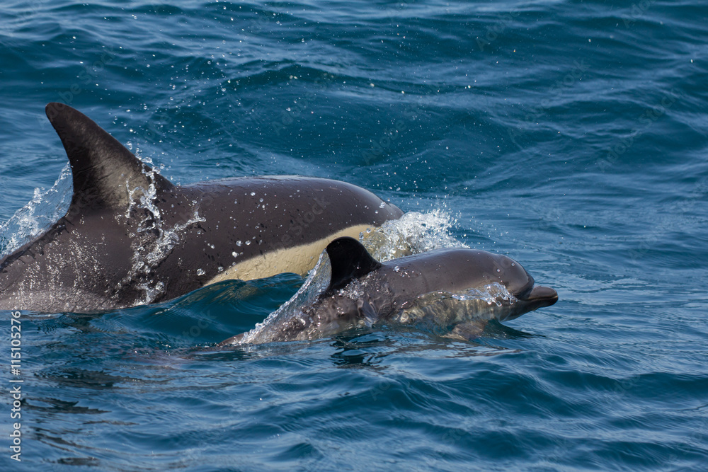 Obraz premium Golfinhos selvagens (golfinho comum)