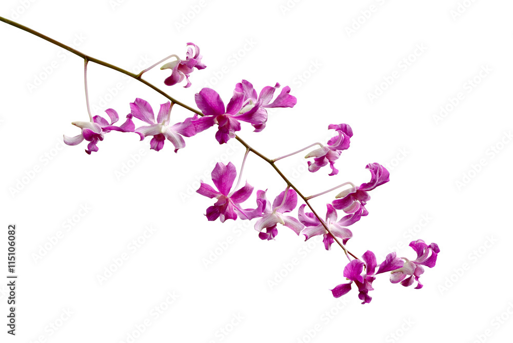 Purple orchids on a white background.
