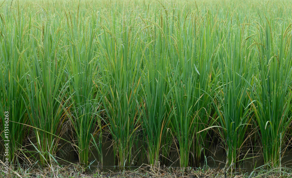 green rice field green rice field