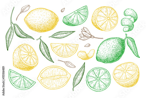 Vector hand drawn lime or lemon set.