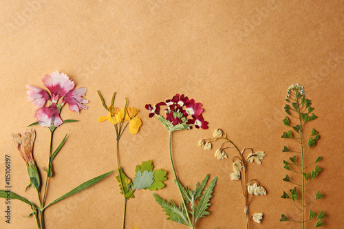 Beautiful dried flowers on beige paper