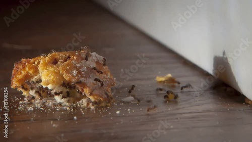 Ants Carrying Away Sweet Bread Time Lapse
