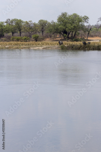 Two elephants on the river side at Caprivi, Namibia