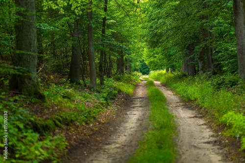 Natural polish landscape with forest path. © milosz_g