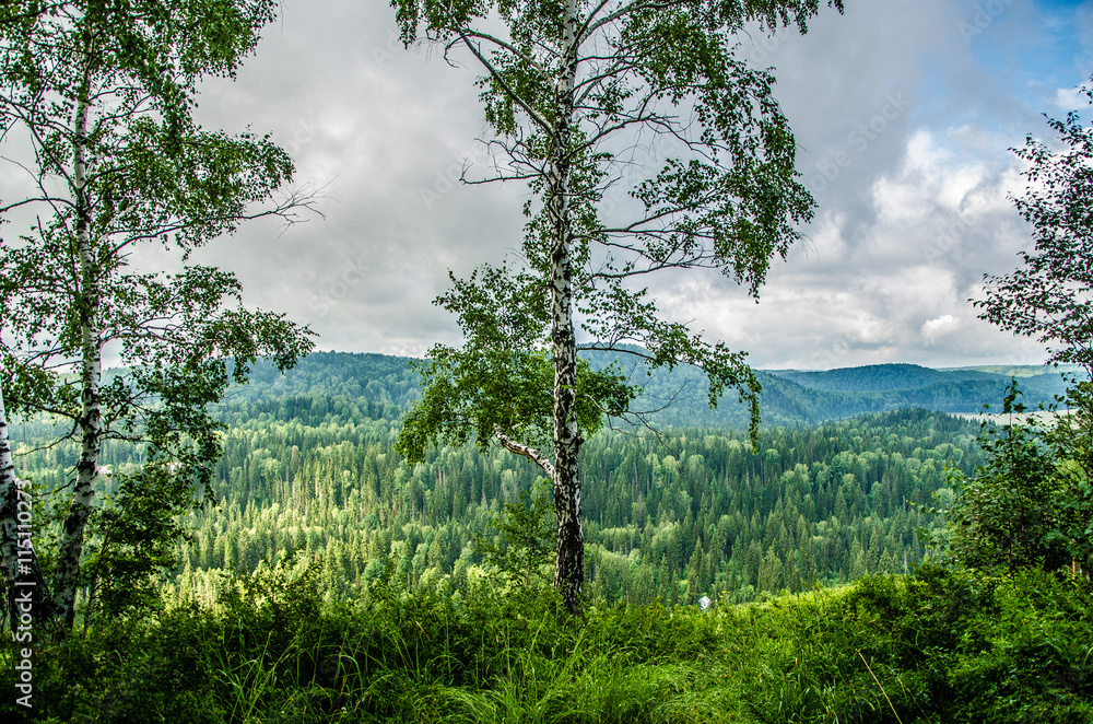 Fototapeta premium thick morning fog in the summer forest