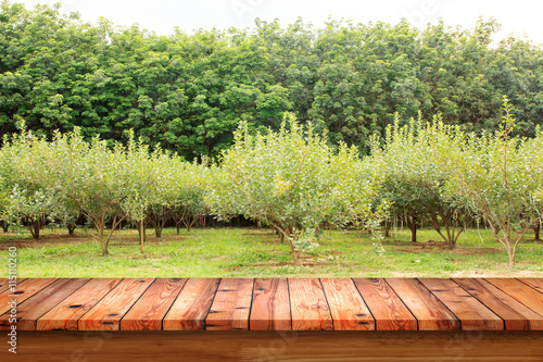 Empty old wooden table with mulberry fruit trees and rubber tree