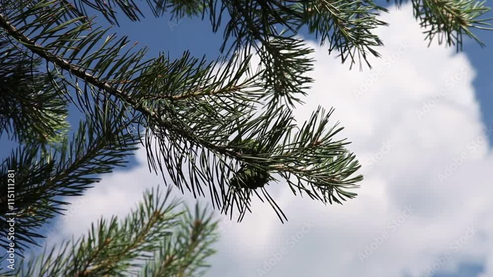 Spruce branch with cone slowly swinging in the wind on background of blue sky
Spruce branch with cone slowly swinging in the wind on background of blue sky