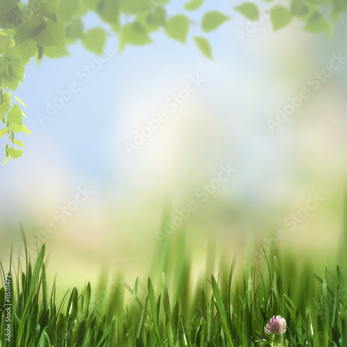 Beauty seasonal backgrounds. Summer foliage and beautiful bokeh