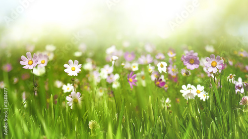 Beauty seasonal landscape with wild flowers and grass