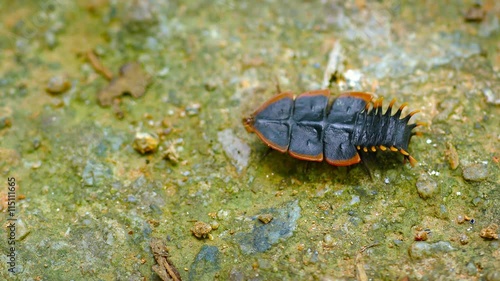 Video UHD - Duliticola (Trilobite beetle). Female animal moves on the ground photo