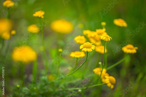 Roman chamomile yellow flowers