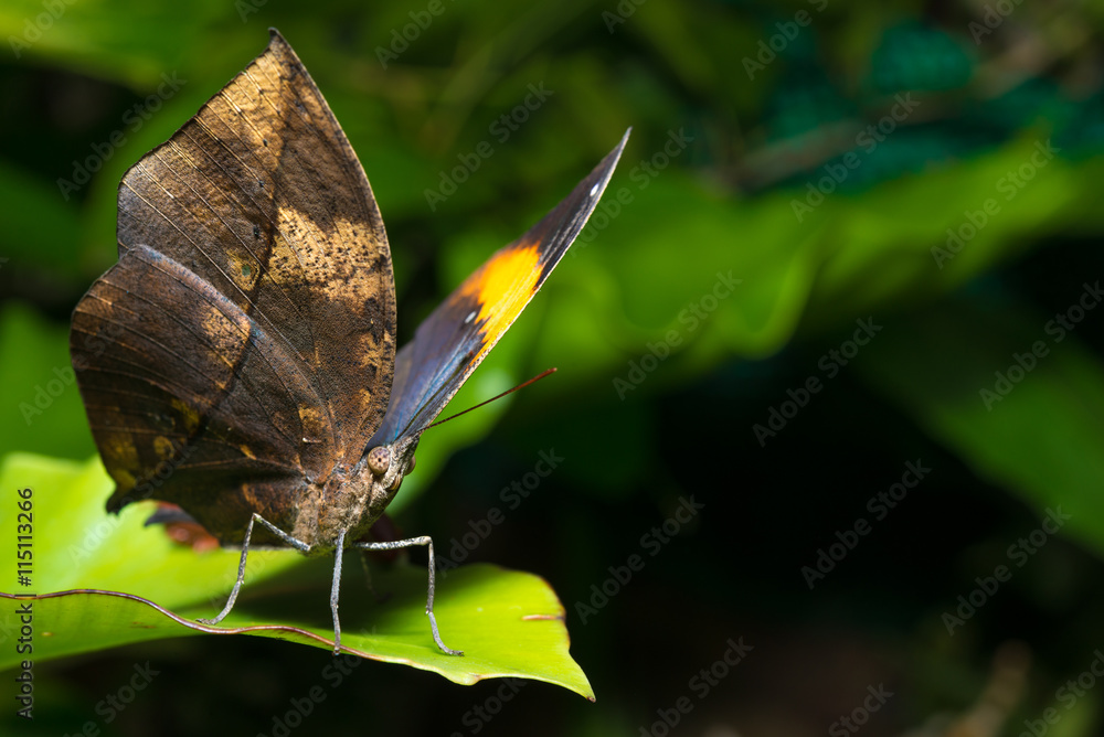 Fototapeta premium Orange oakleaf or dead leaf butterfly, Kallima inachus, perched on a leaf. macro photograph