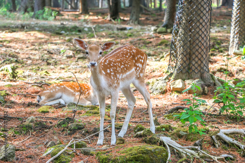 White-tailed deer safari in Quebec, Canada.