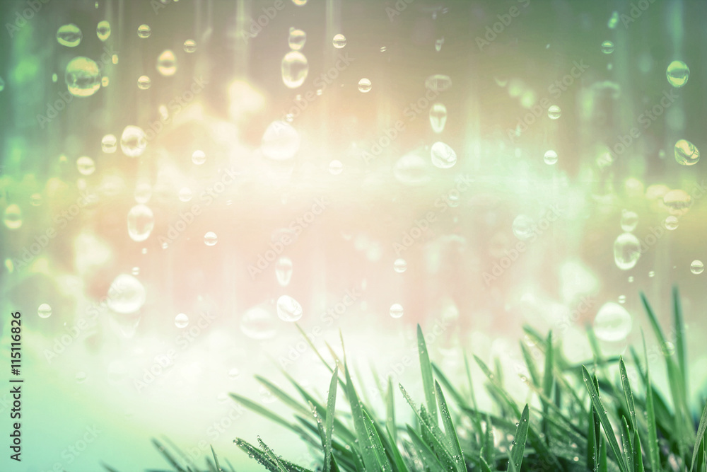 fresh green grass with droplets with the rain background