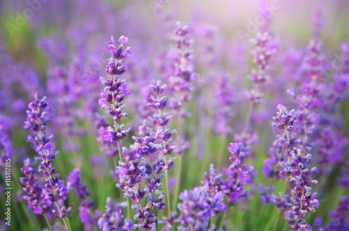 Lavender flowers