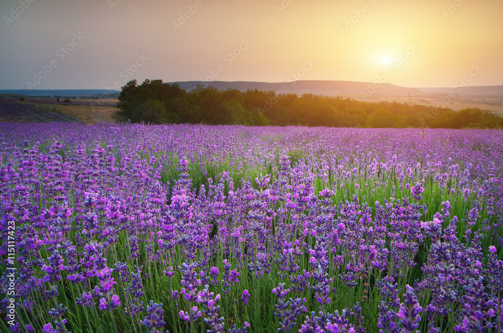 Naklejka premium Lavender beautiful meadow.