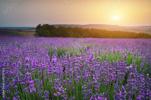 Lavender beautiful meadow.