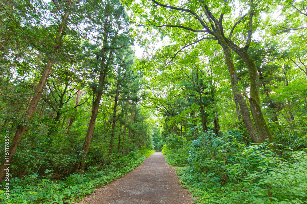 森の一本道