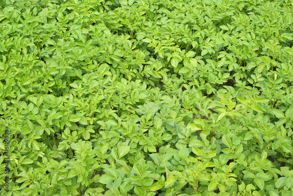 Potato field texture Potato field texture