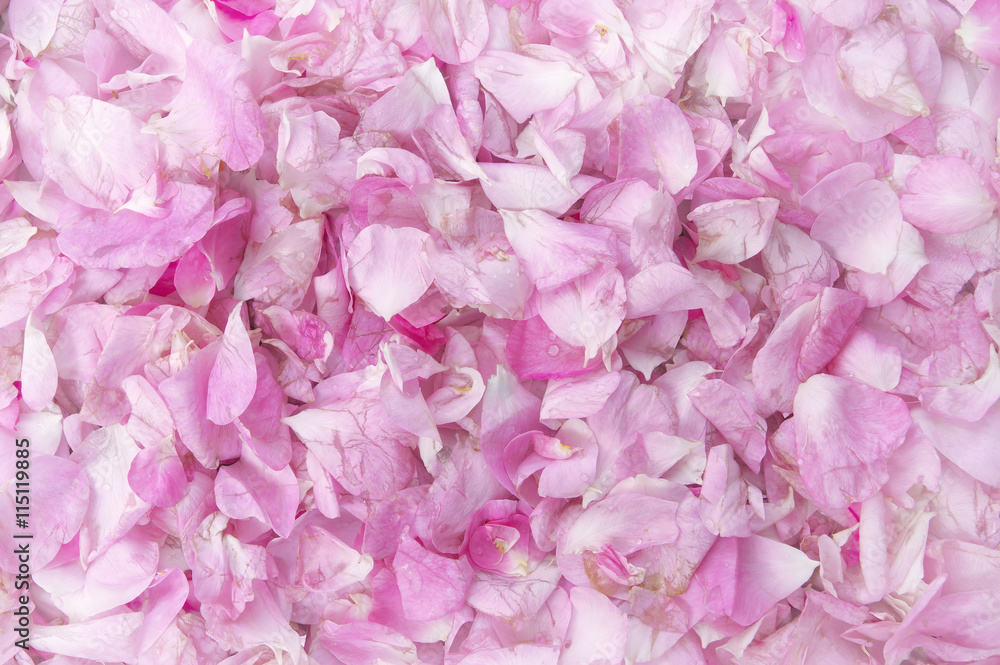 Petals of a pink roses texture.