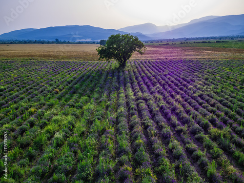 Aerial view of a landscape with lavender field