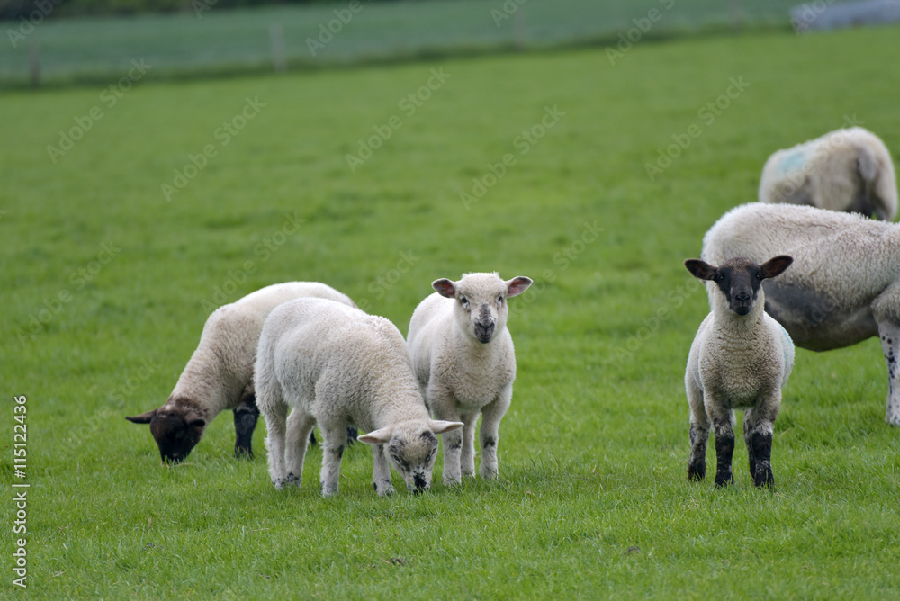 Sheep and lambs in field near Swyre Head, Dorset Sheep and lambs in field near Swyre Head, Dorset