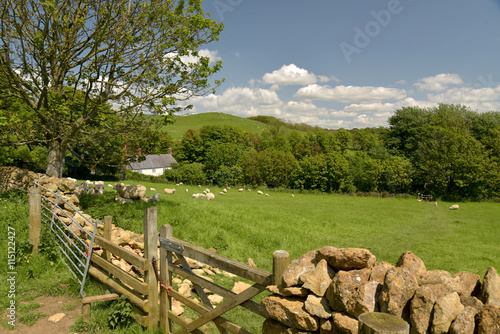 Fototapeta Naklejka Na Ścianę i Meble -  Lambs in field near Abbotsbury, Dorset