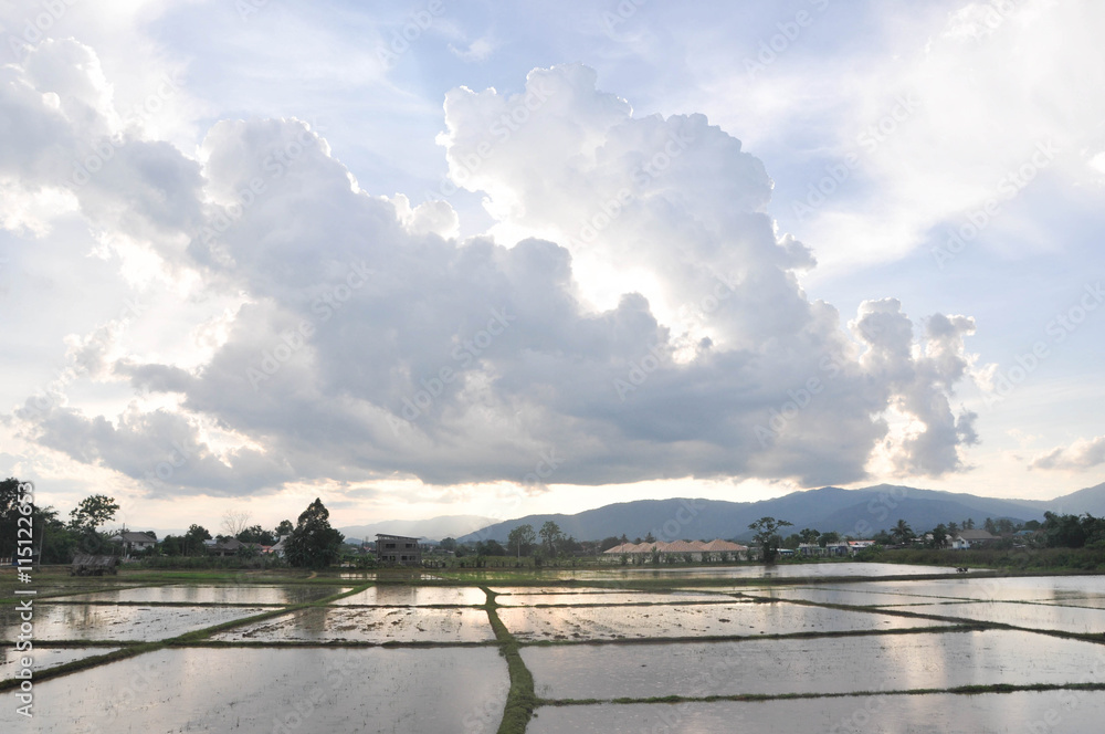 cloud and paddy field. Thailand