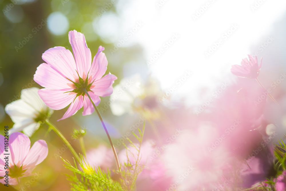 Cosmos flowers in garden Cosmos flowers in garden