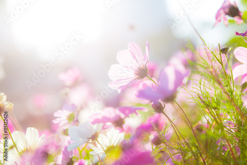 Cosmos flowers in sunset