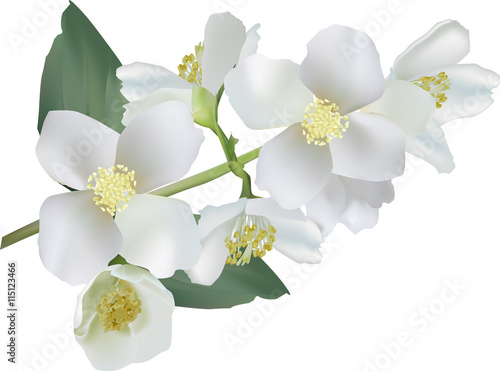jasmine flower branch on white illustration