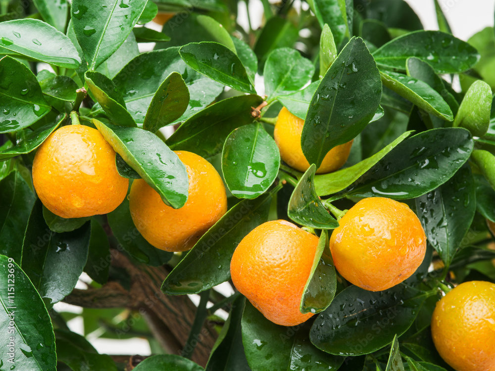Ripe tangerine fruits on the tree. - obrazy, fototapety, plakaty 