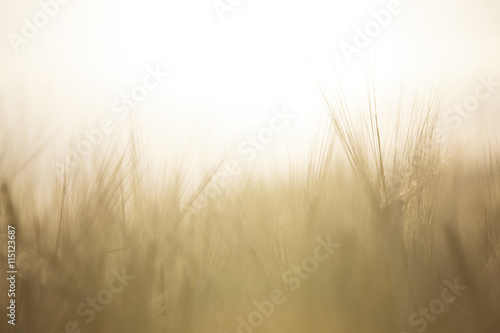 field of wheat silhouette on sunset