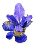 large blue iris bloom isolated on white