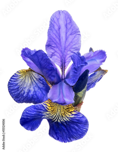Fototapeta Naklejka Na Ścianę i Meble -  large blue iris bloom isolated on white