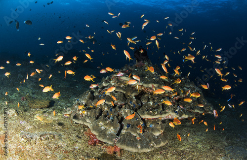 school of fish