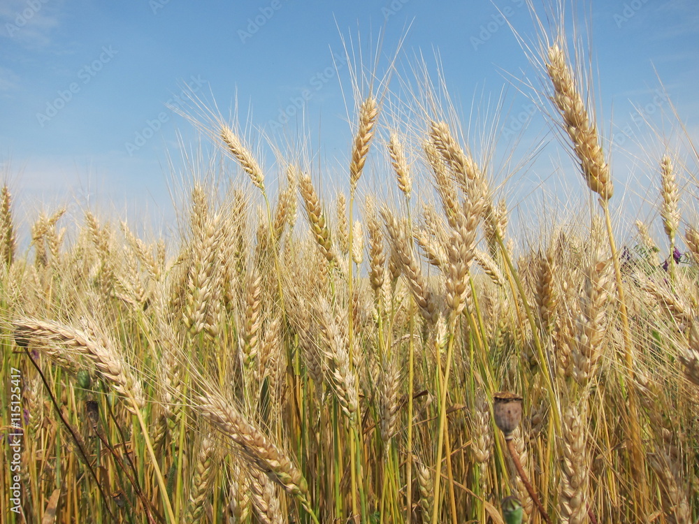 Yellow golden barley ears in the field against the sky Yellow golden barley ears in the field against the sky