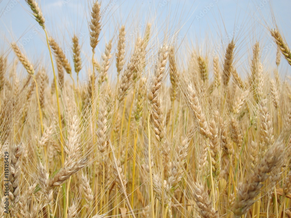 Yellow golden barley ears in the field against the sky Yellow golden barley ears in the field against the sky