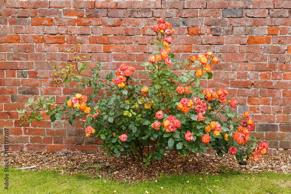 Pink and orange roses, starting to decay, in an English garden.