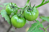 fresh green tomatoes on plant in garden