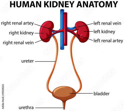 Human kidney anatomy diagram