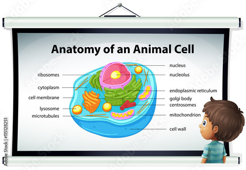 Chart showing anatomy of animal cell