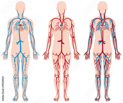 Different diagram of blood vessels in human