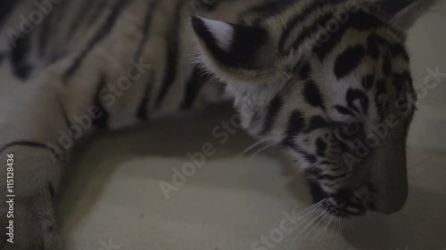 Video of little tiger cub playing on the floor. photo